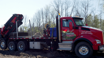 Tree Removal