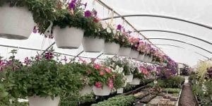 Green House Flowers
