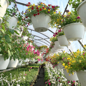 Hanging Flower Baskets for Mother's Day