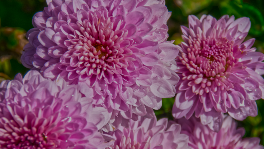 Pink Mums